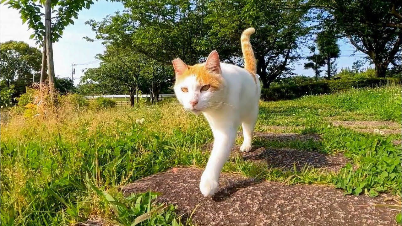 Кошка в парке, направляющаяся к обычной беседке, милая