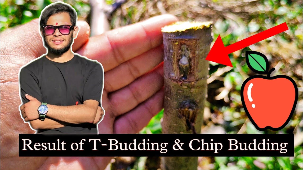 Result of T-Budding & Chip Budding Apple Tree  |  सेब के पेड़ में चश्मे के रिजल्ट | 🍎@jnknewshimachal
