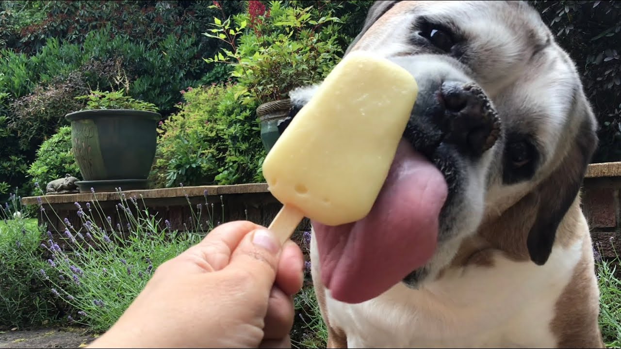 Boxer dog licking an ice lolly: relaxing ASMR