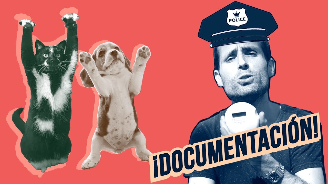 El microchip en mascotas | 🐱📝🐶 ¿Por qué debes identificar a tu gato y tu perro?