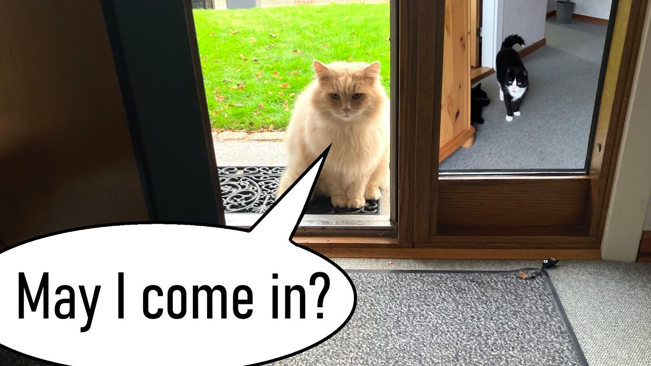 The big fluffy cat comes over for a chat and a cuddle