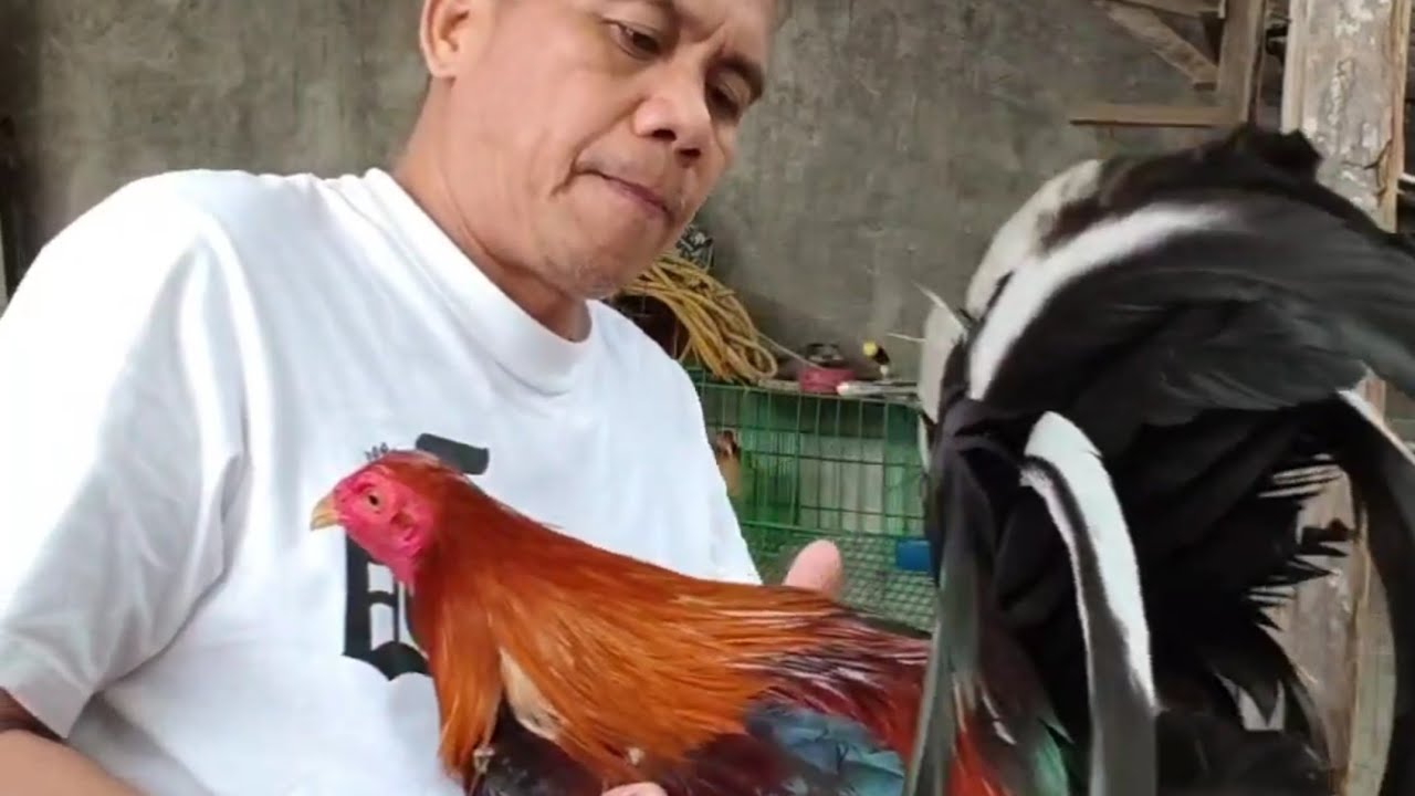 PANALO ANG AMA NG MGA CHAMPION/ GANADOR/BOSTON ROUNHEAD