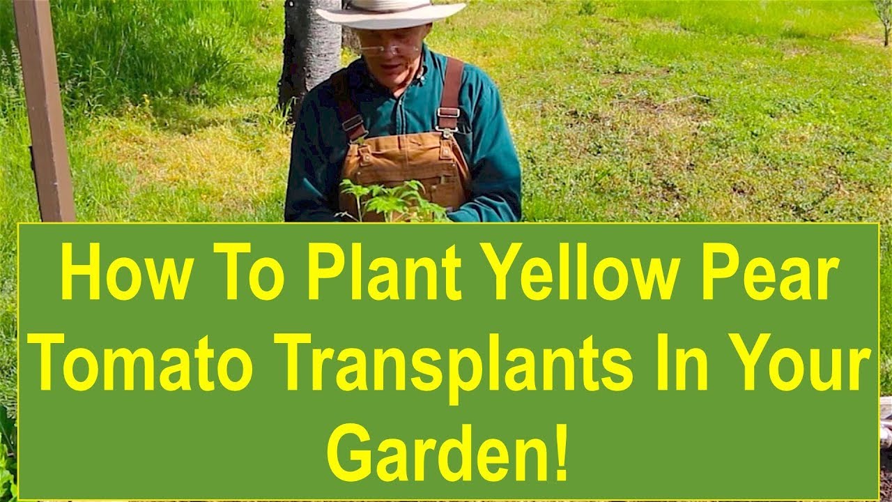 Tips and Ideas on How-to Plant Yellow Pear Tomato Transplants in Your Vegetable Garden