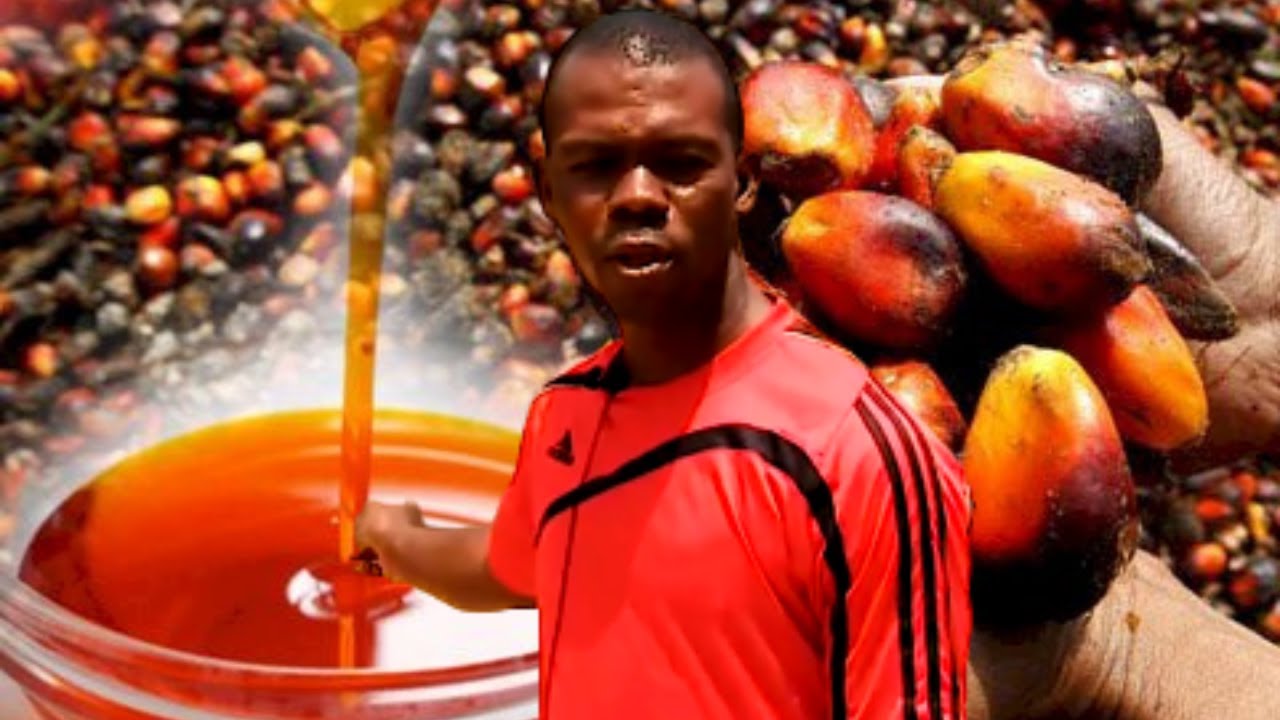 This is How We Process Palm Oil At Masdevan Farm in Awka Anambra State Nigeria