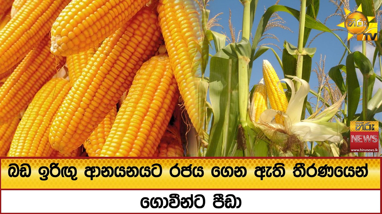 බඩ ඉරිඟු ආනයනයට රජය ගෙන ඇති තීරණයෙන් ගොවීන්ට පීඩා  - Hiru News