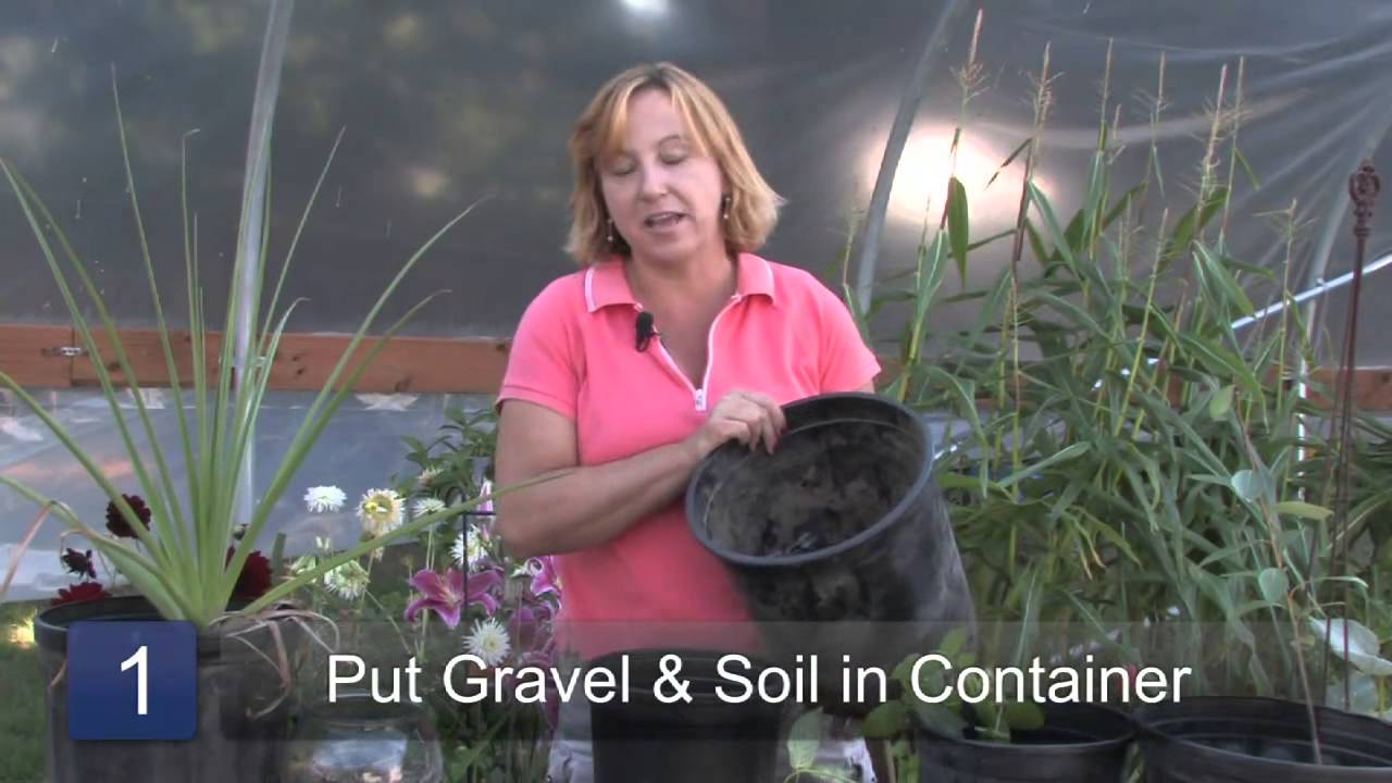 How to Grow Stevia Plants