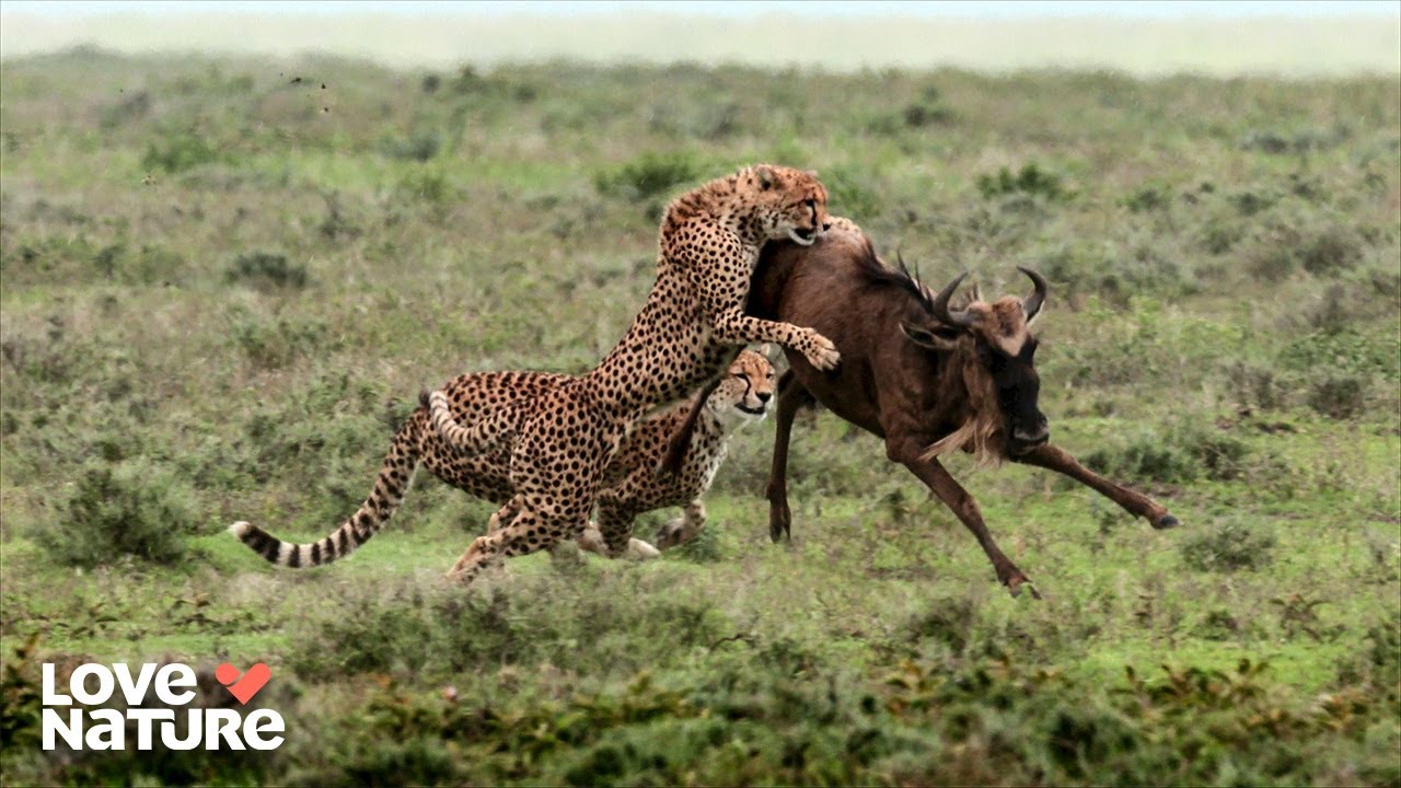 Serengeti Predator School: From Cubs to Killers | Queen of the Hunt