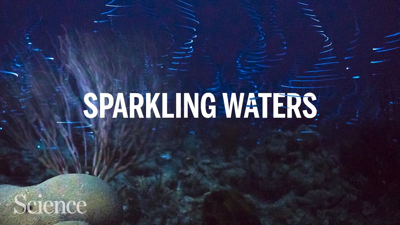 Spectacular crustacean light shows reveal biodiversity on Caribbean reefs
