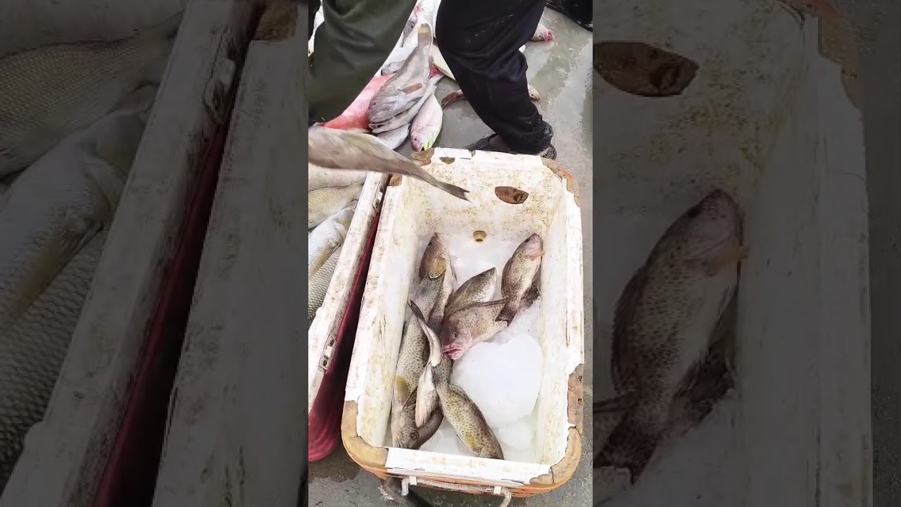Рыба, пойманная сегодня 🐟🐟🐟 