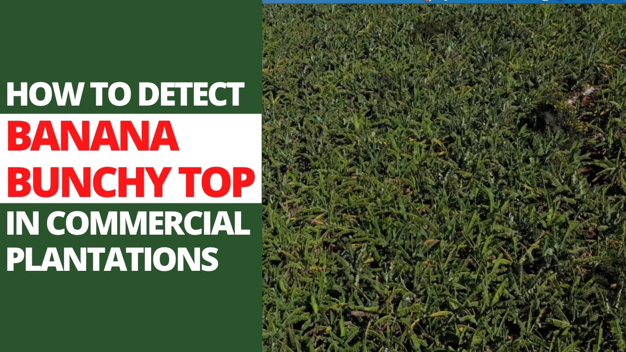 Detecting Banana Bunchy Top Virus symptoms in commercial plantations