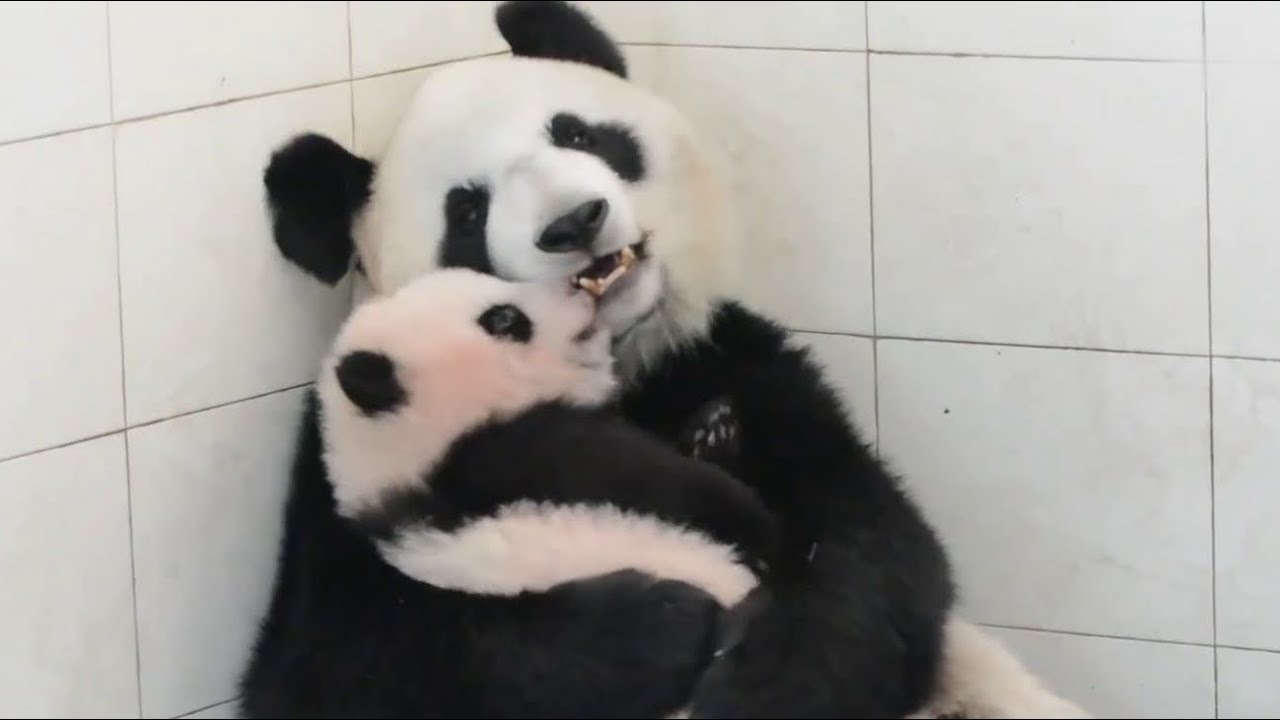 Panda mama & her baby loving interaction💞熊猫妈妈和宝宝超有爱互动【大熊猫淑琴和琴心】 在中国大熊猫保护研究中心雅安基地新繁殖场