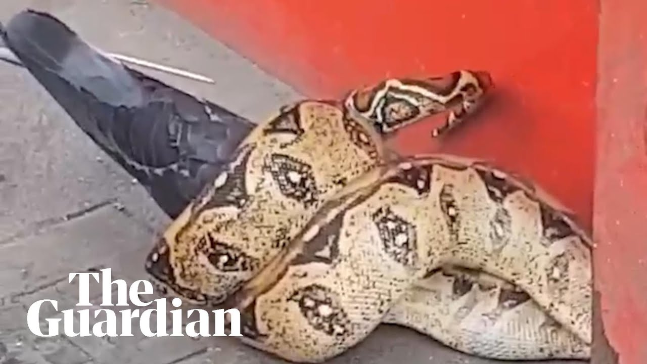 Snakes on the streets of Britain, but why?