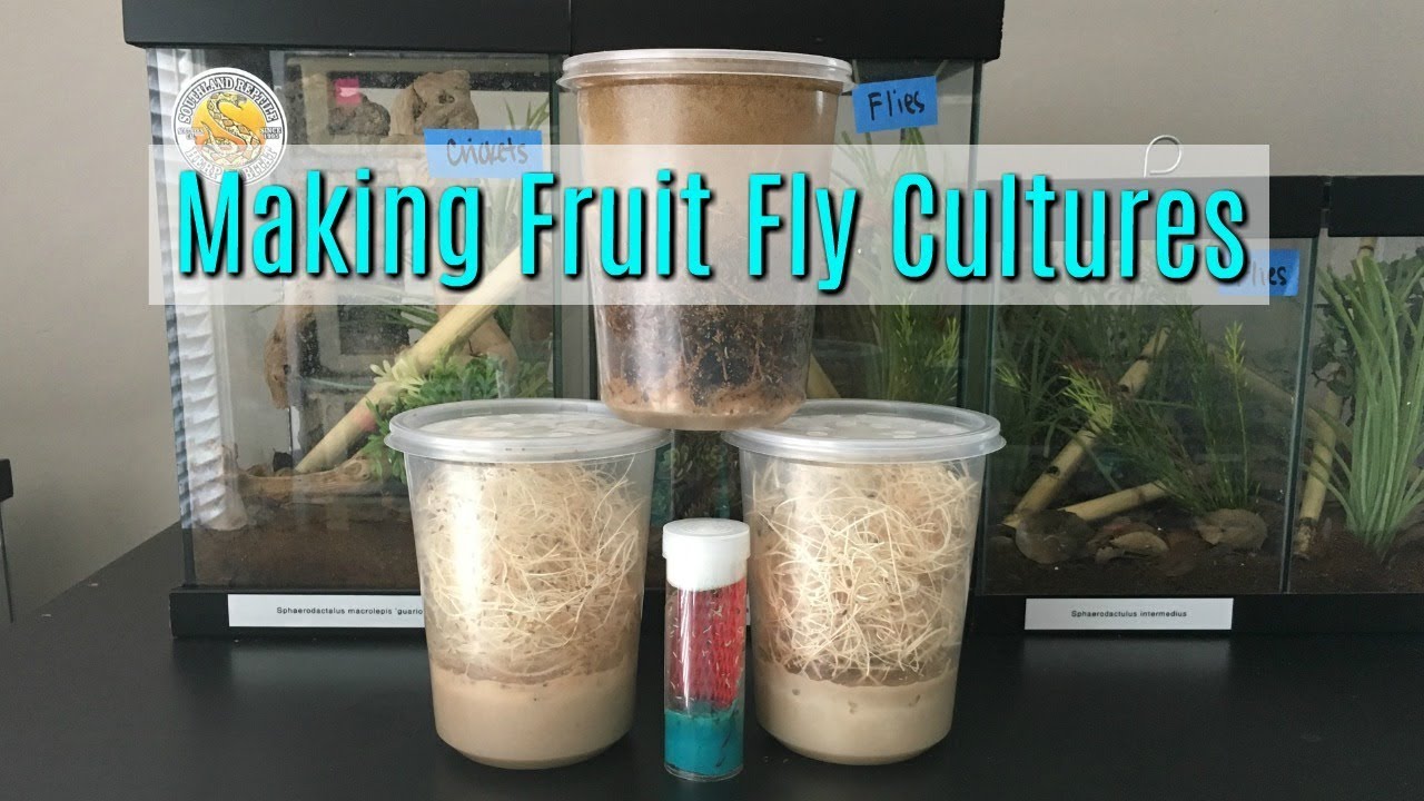 How to Make Fruit Fly Cultures and Media
