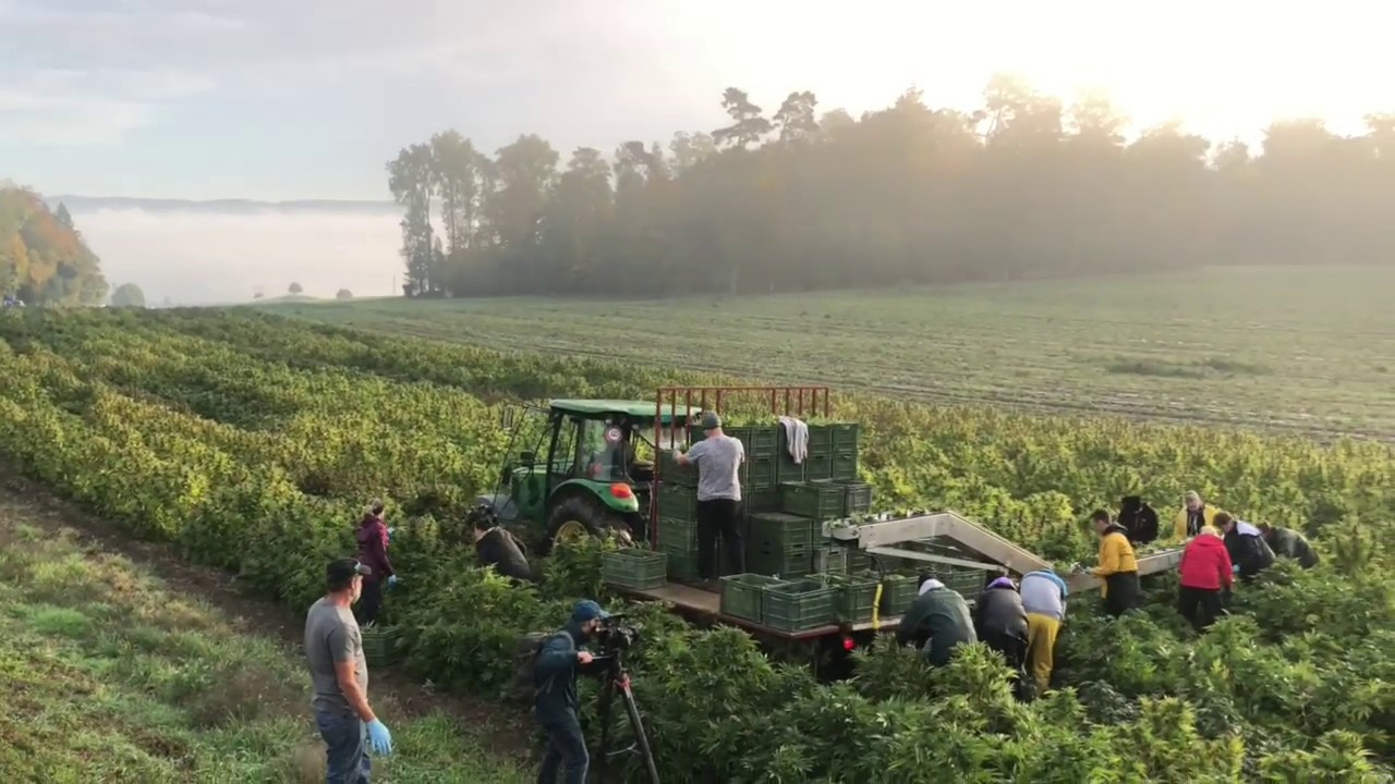 CannaTrade 2020 - proudly presented by Pure Holding AG