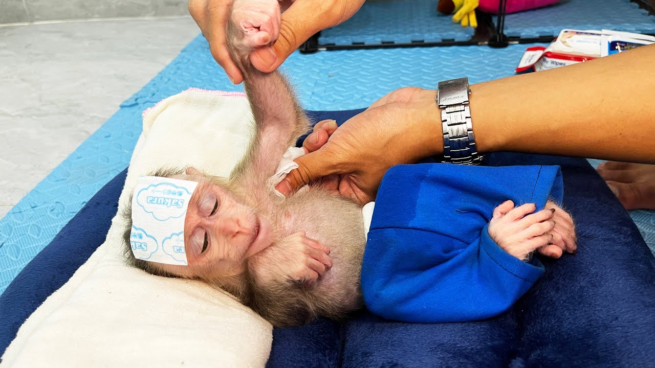 Touching moment of sick baby monkey Junbi