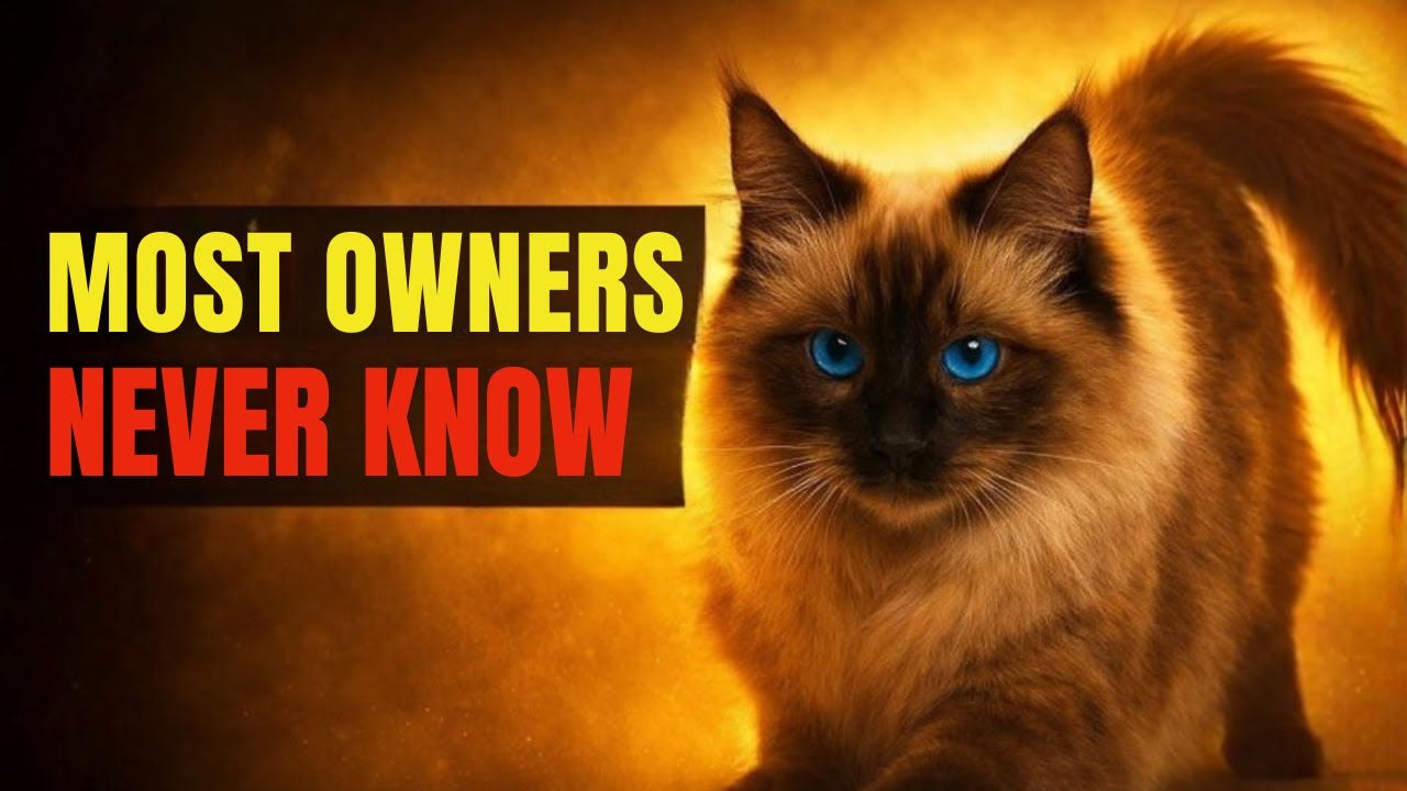 22 mysterious facts about ragdoll cats that MOST owners never learn