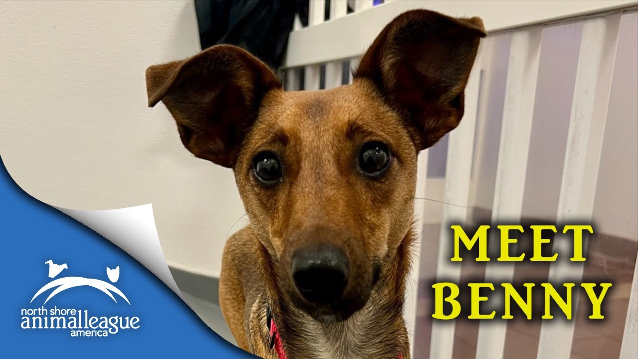 Meet Benny: The Dog Who Learned to Trust Again | North Shore Animal League America