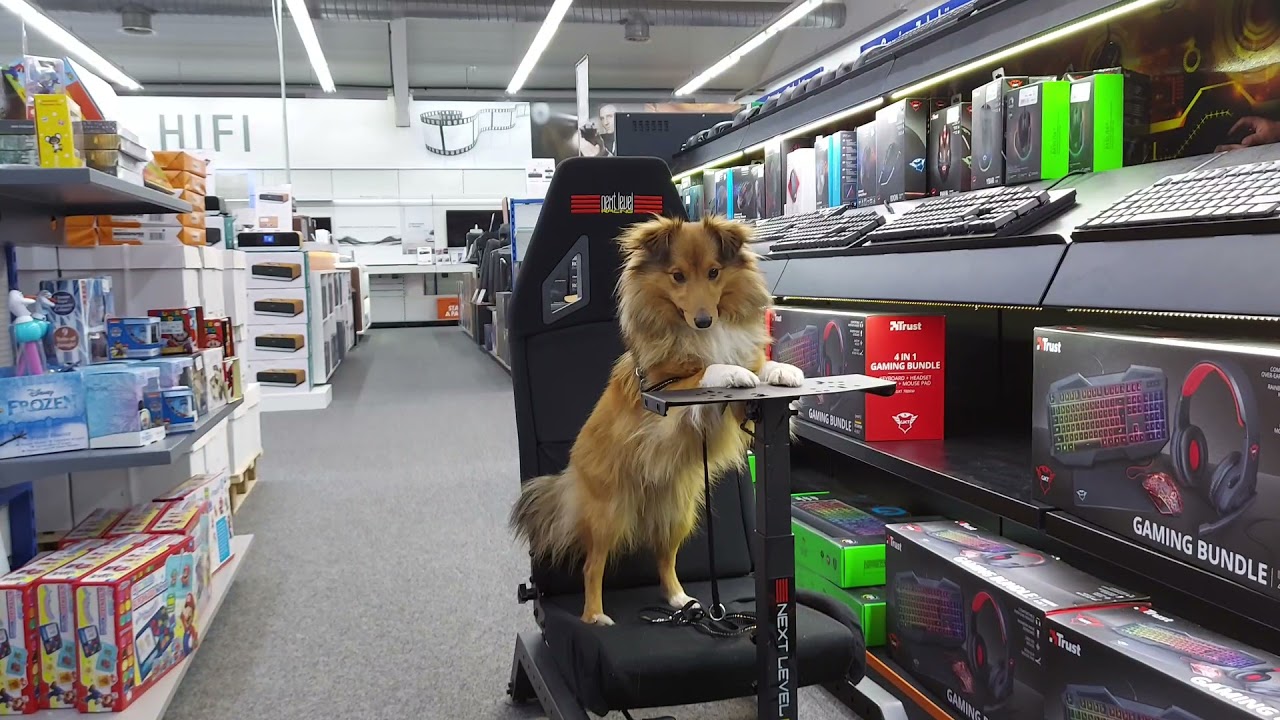 Sheltie Evoli - Merry Christmas & a Happy New Year