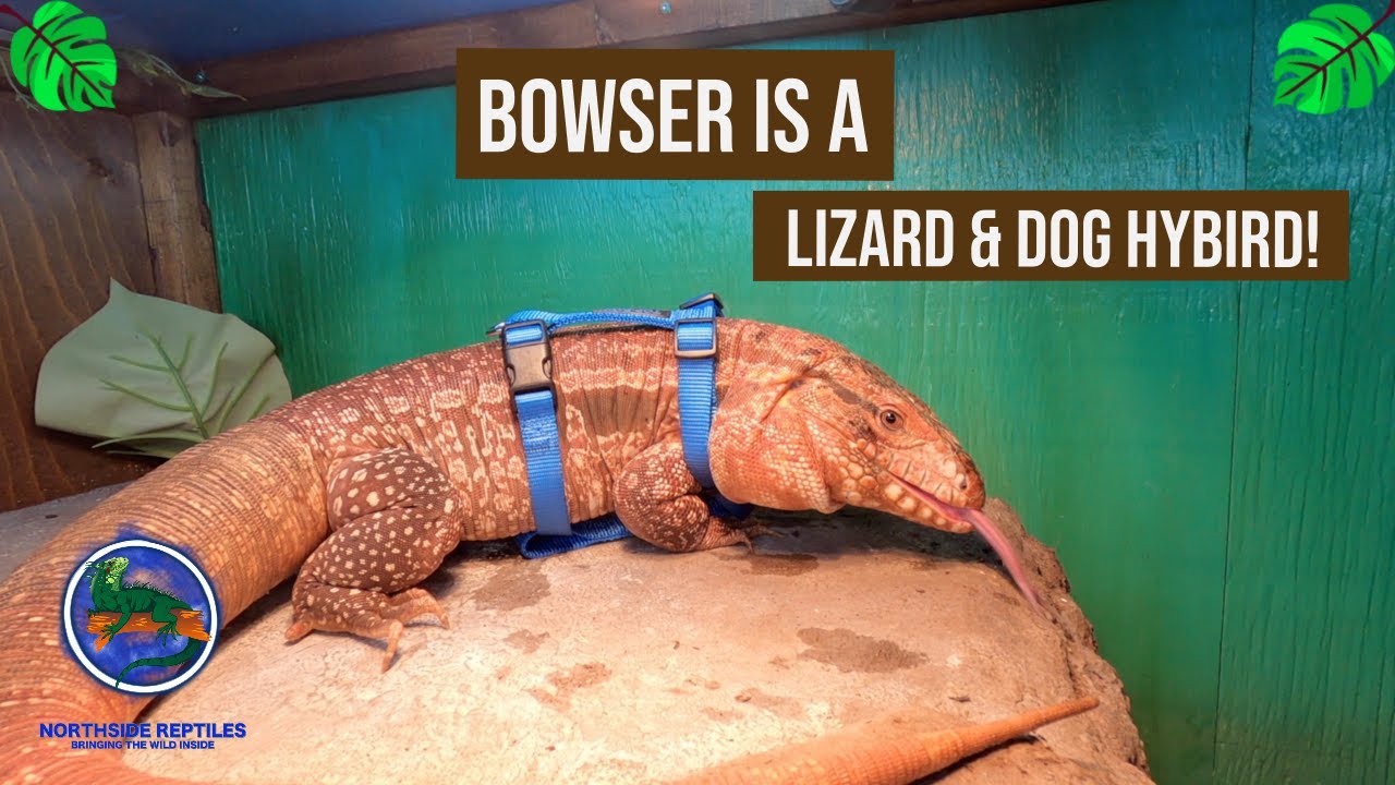 Harness Training a Tegu!
