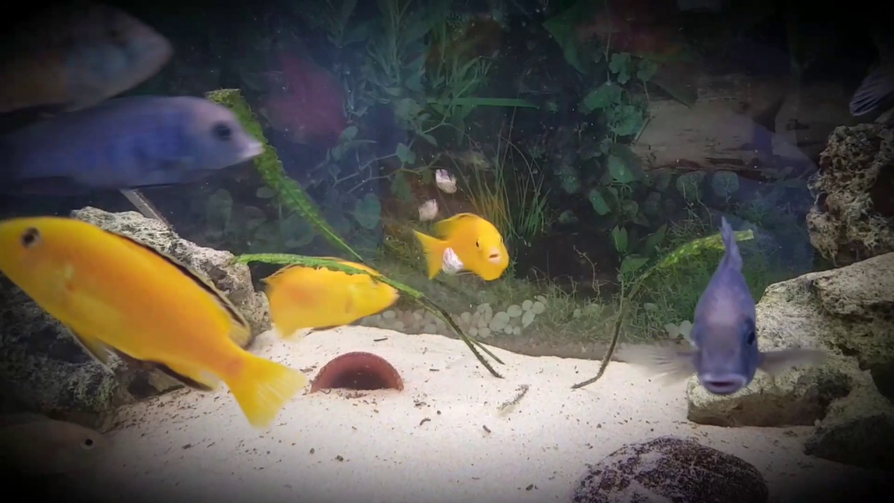 Labidochromis Yellow in action