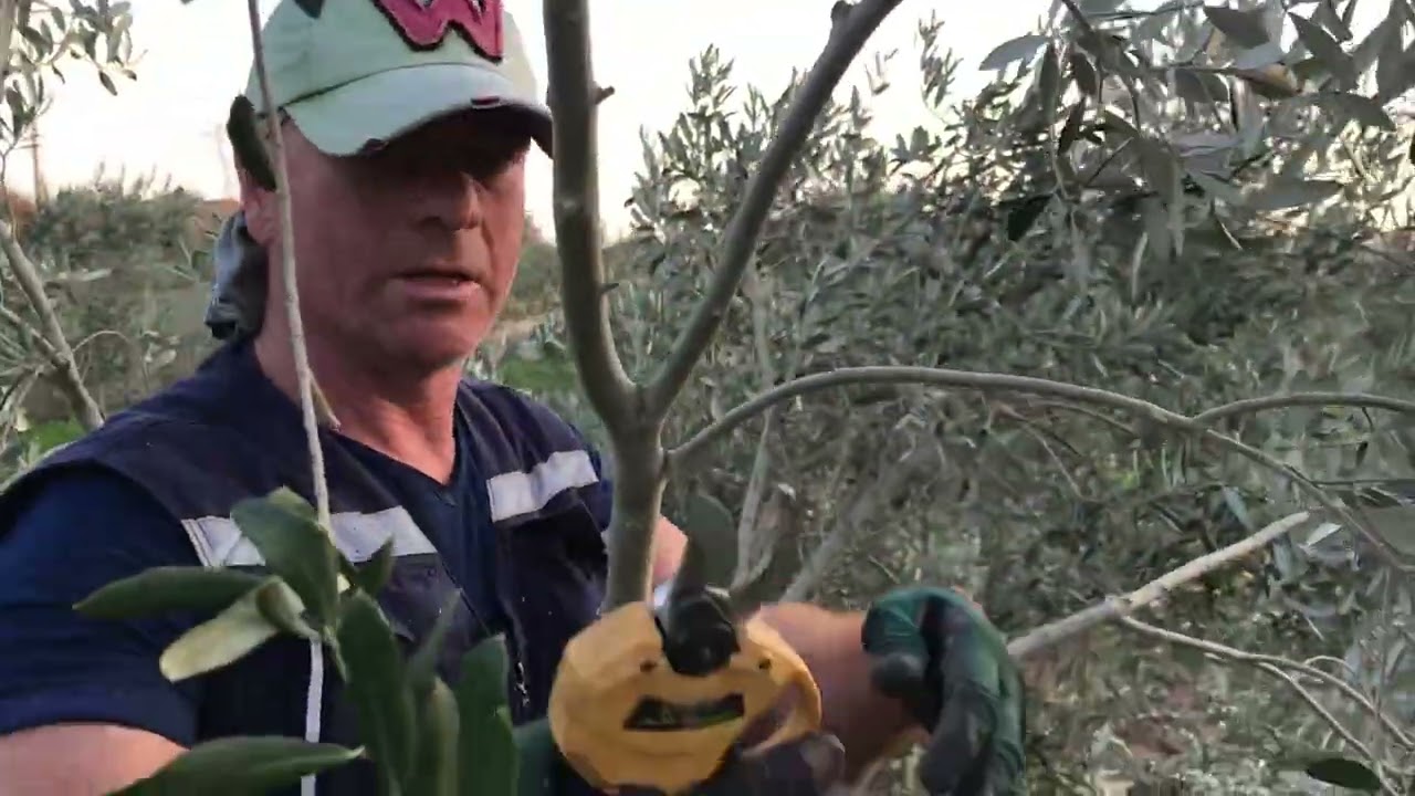Zeytin budamada teferruatlı  ara makas