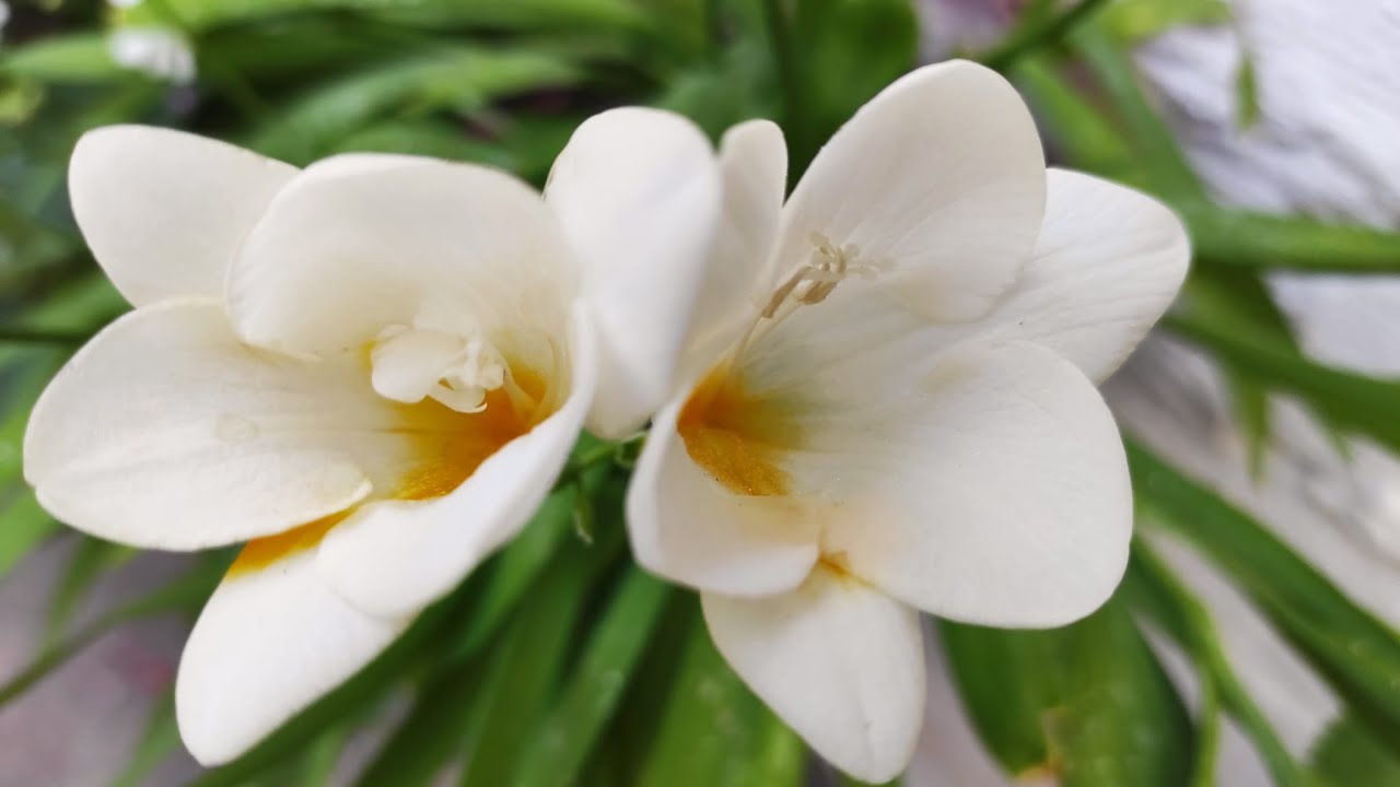 Fresias, cultivo y cuidados.