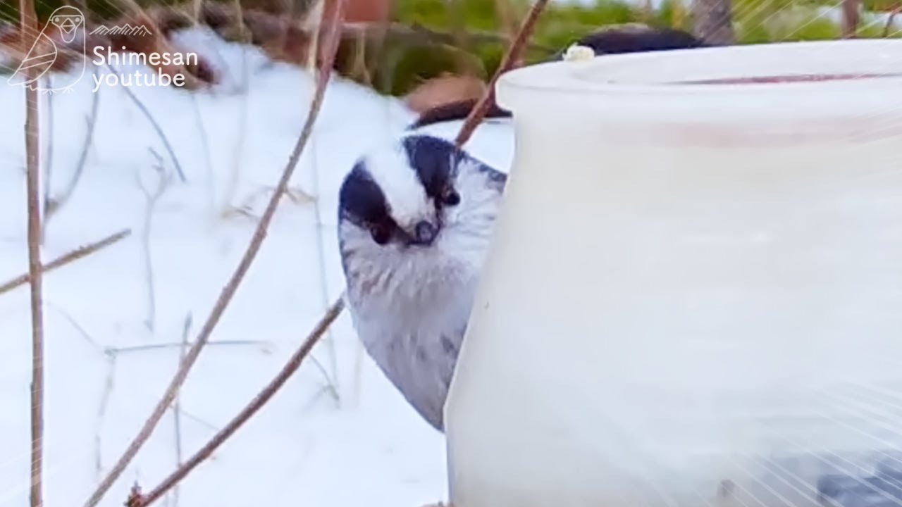 【悶絶】エナガが餌を食べに来ただけですが、めちゃかわいいです！(2023/02/08)
