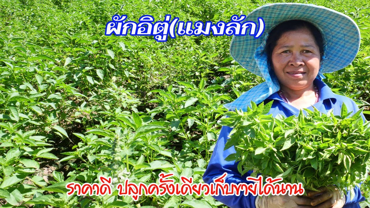 ผักอิตู่ ราคาดี ปลูกง่ายเก็บขายได้นาน