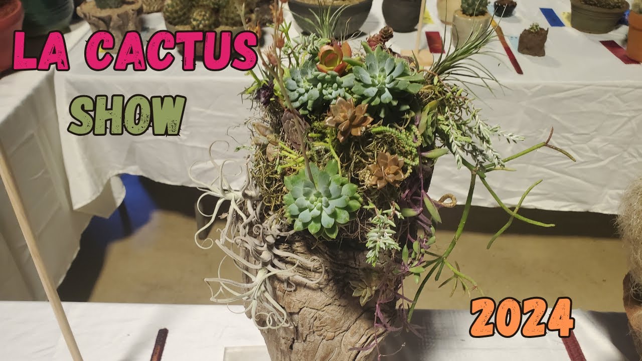 2024 LA Cactus Show (copiapoa, ariocarpus, mammillaria, aztekium and more!)