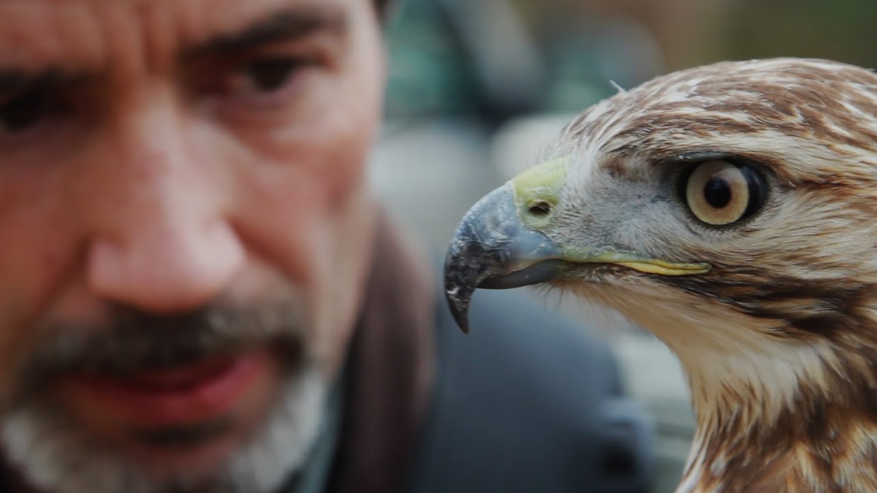 The Goldsboro Falconry Meet