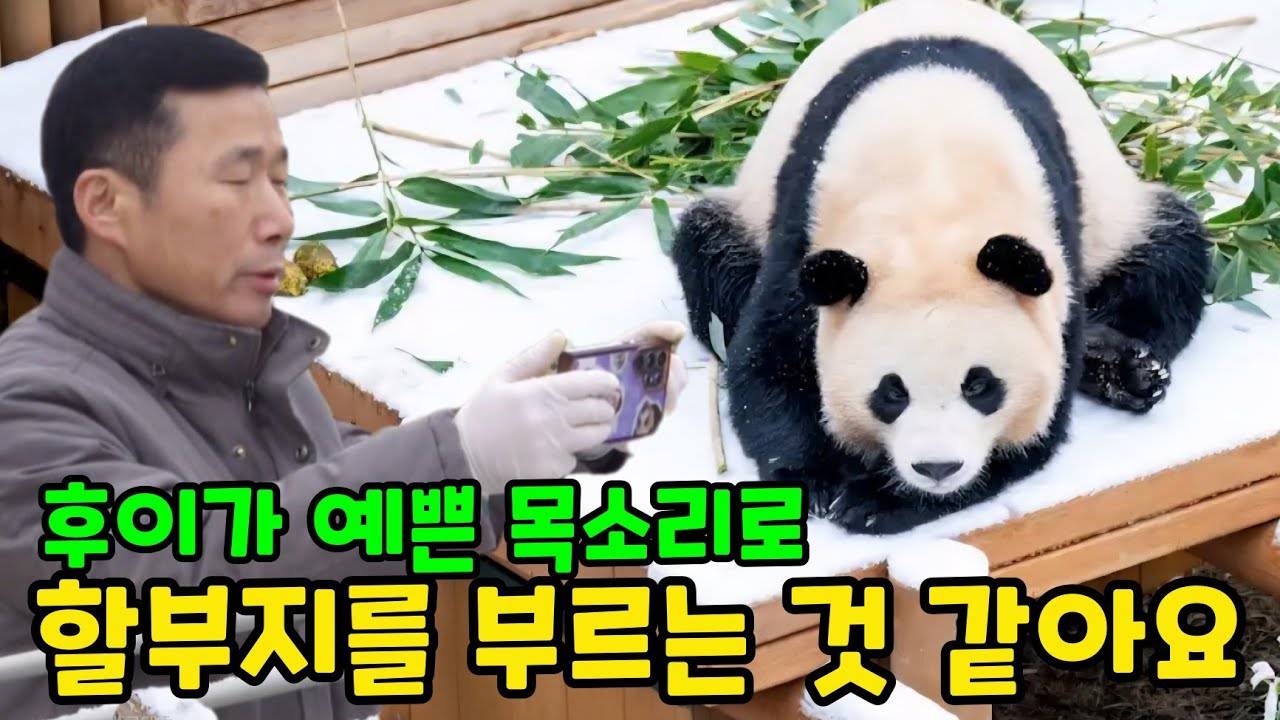 후이가 예쁜 목소리로 할부지를 부르는 것 같아요 에버랜드 판다월드 세컨하우스 루이바오 후이바오 아이바오 러바오 