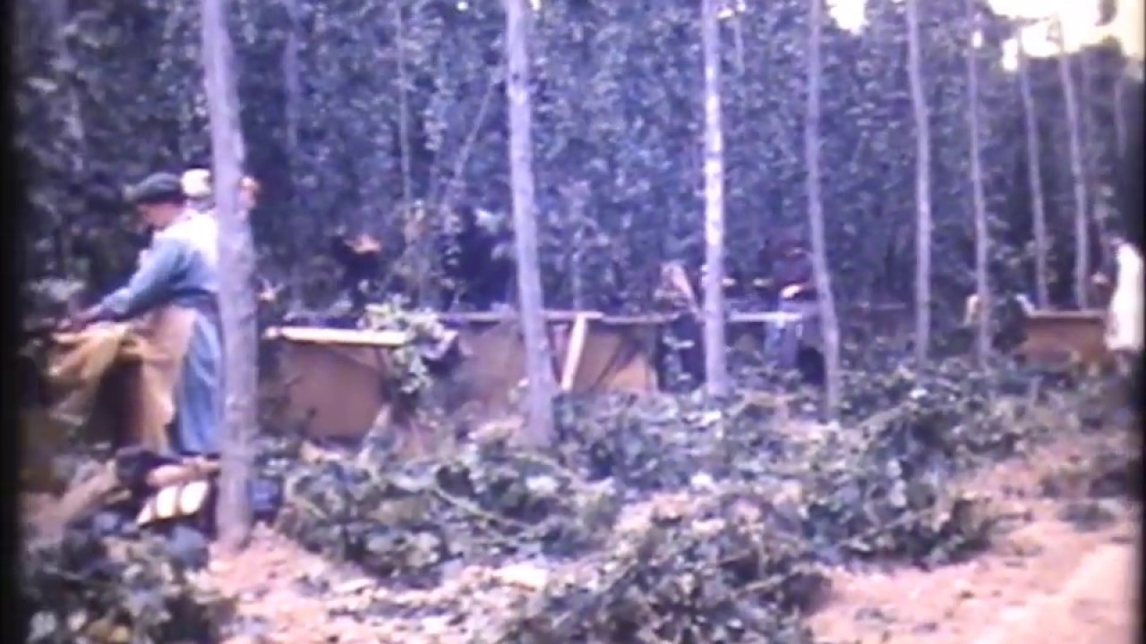 HOP PICKING IN KENT 1955  At spots farm Smallhythe