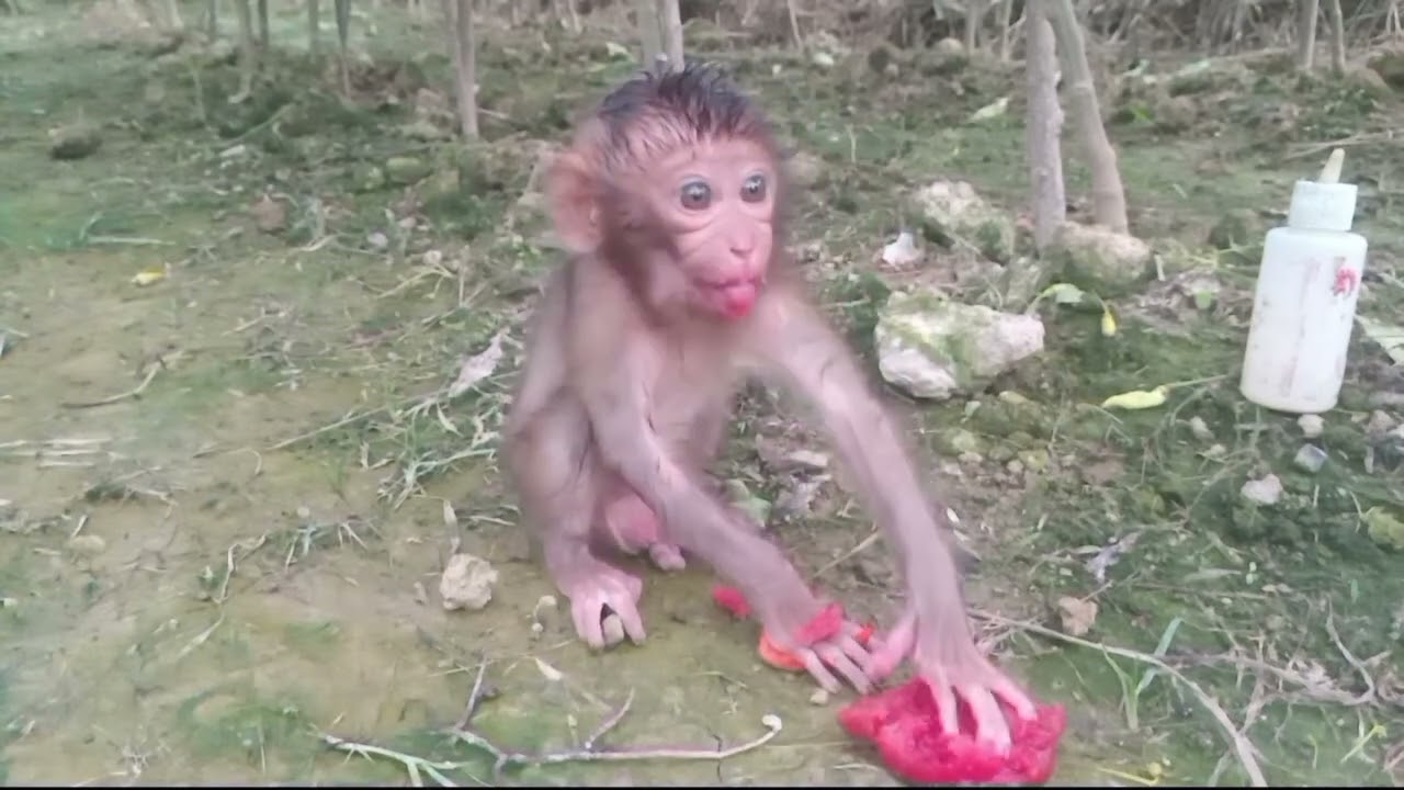 Menangis anak monyet yang ditinggalkan ibunya