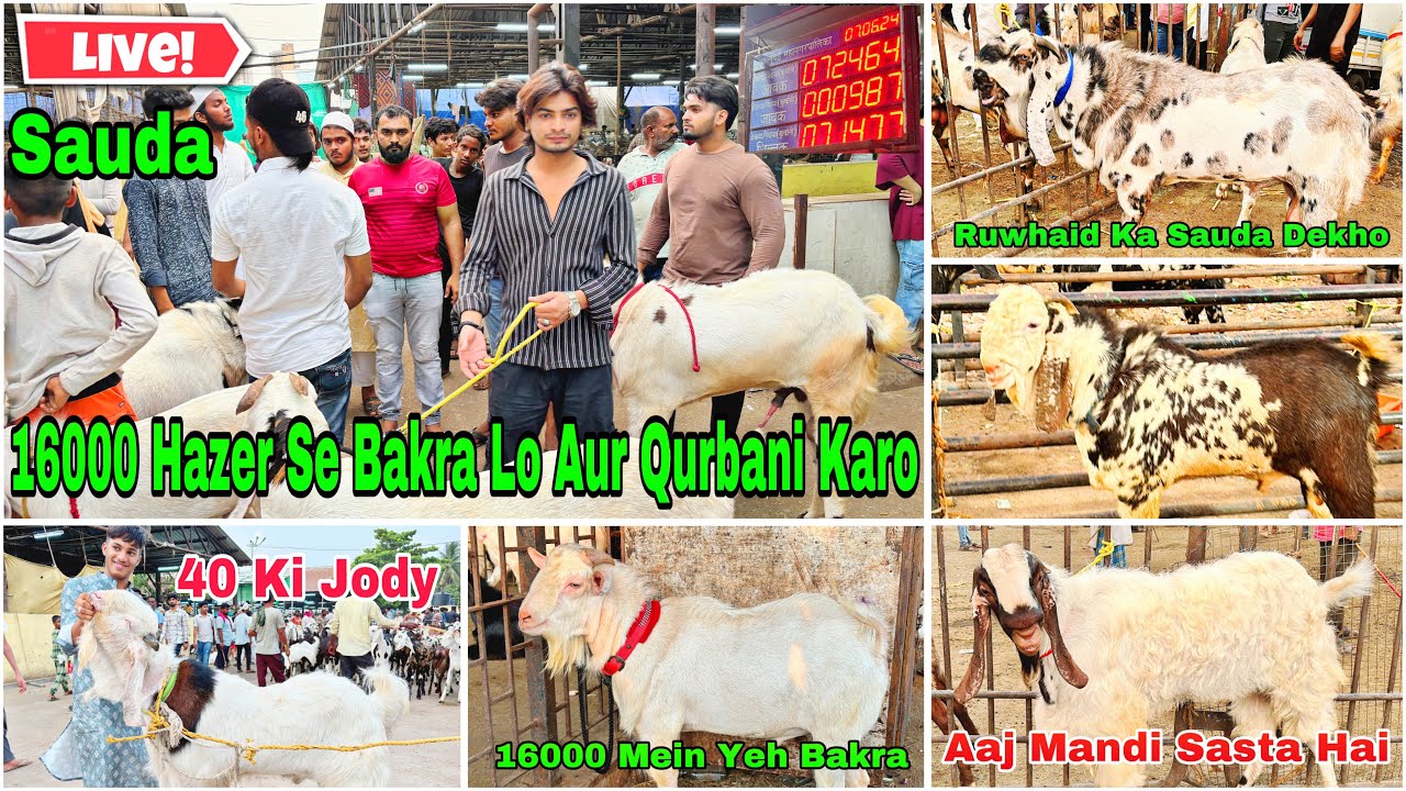 Deonar Bakra Mandi Day 4 Latest Update 8 June 2024 | 16000 Hazer Se Bakra Lo Aur Qurbani Karo |