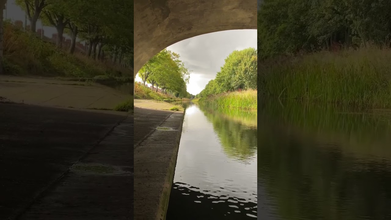 A golden hour at the canal #visitdublin #cutebirds #asthetic #birds #cutebirds #4k