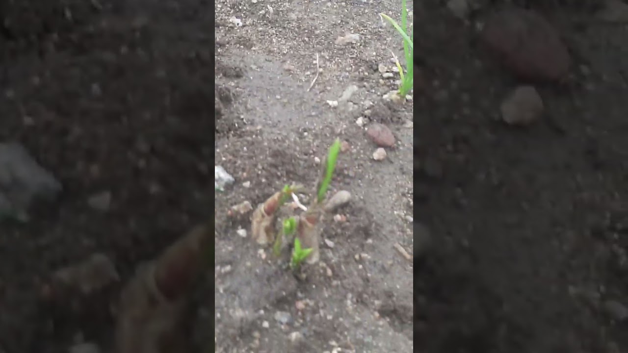 small onion cultivation