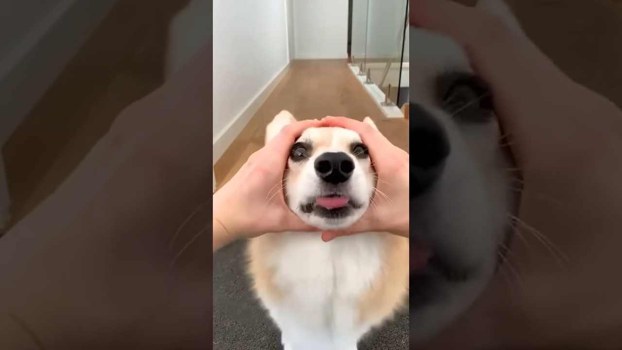 cute corgi action🦊🦊🦊🦊