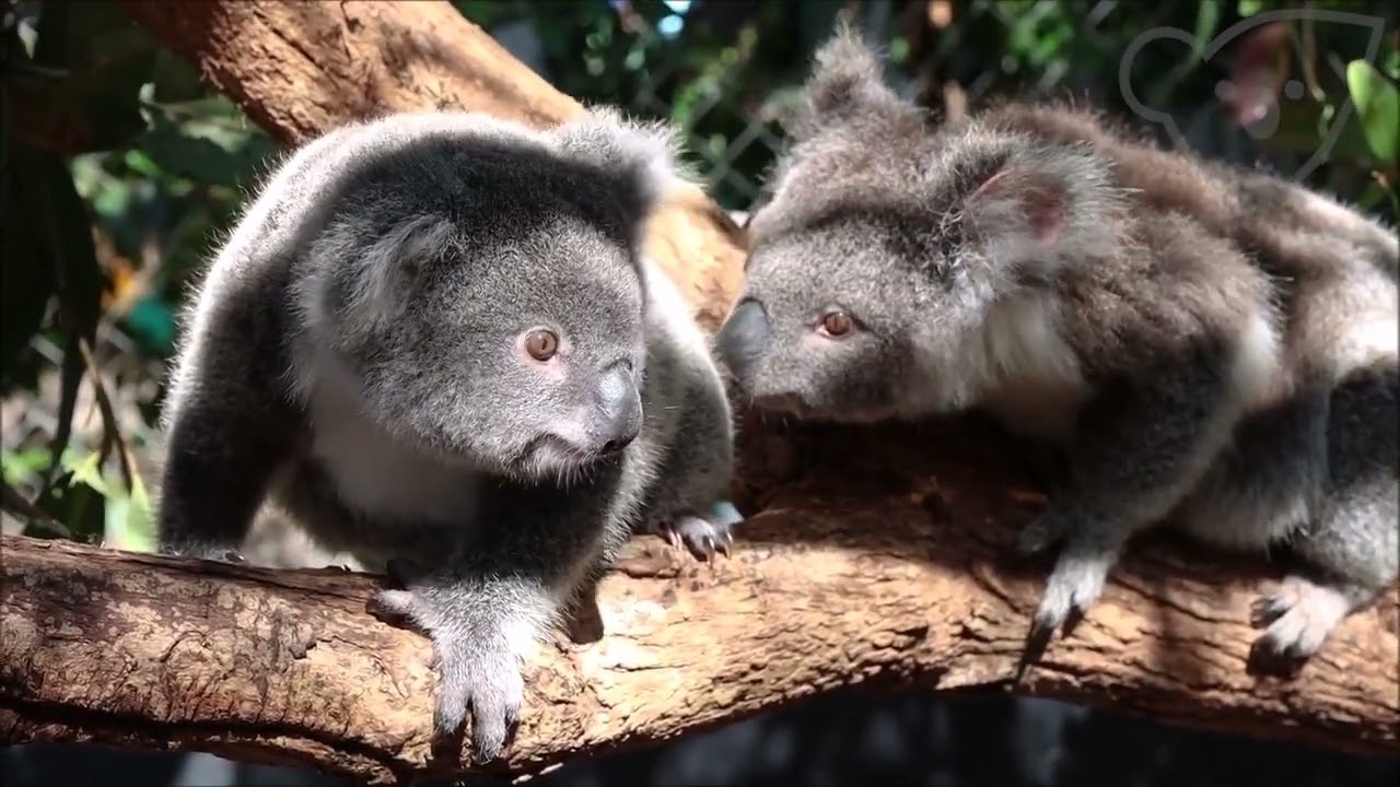 Koala Kindy September 2023