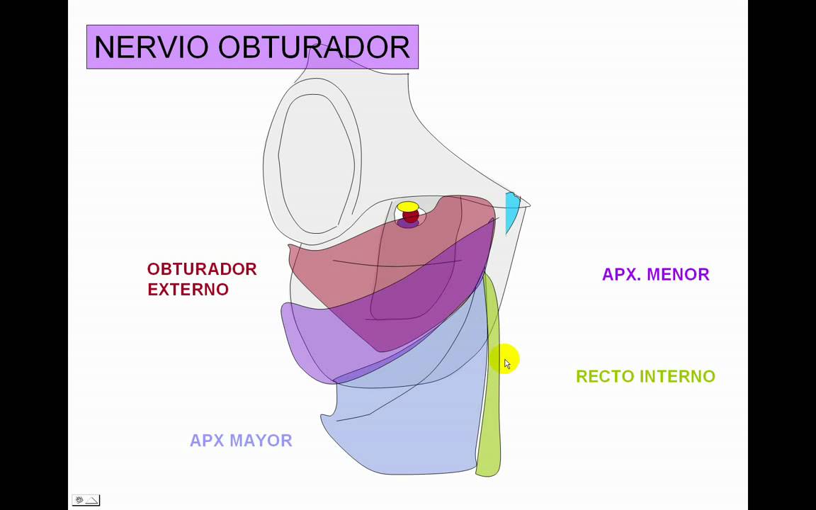 INERVACION DE MIEMBRO INFERIOR 3