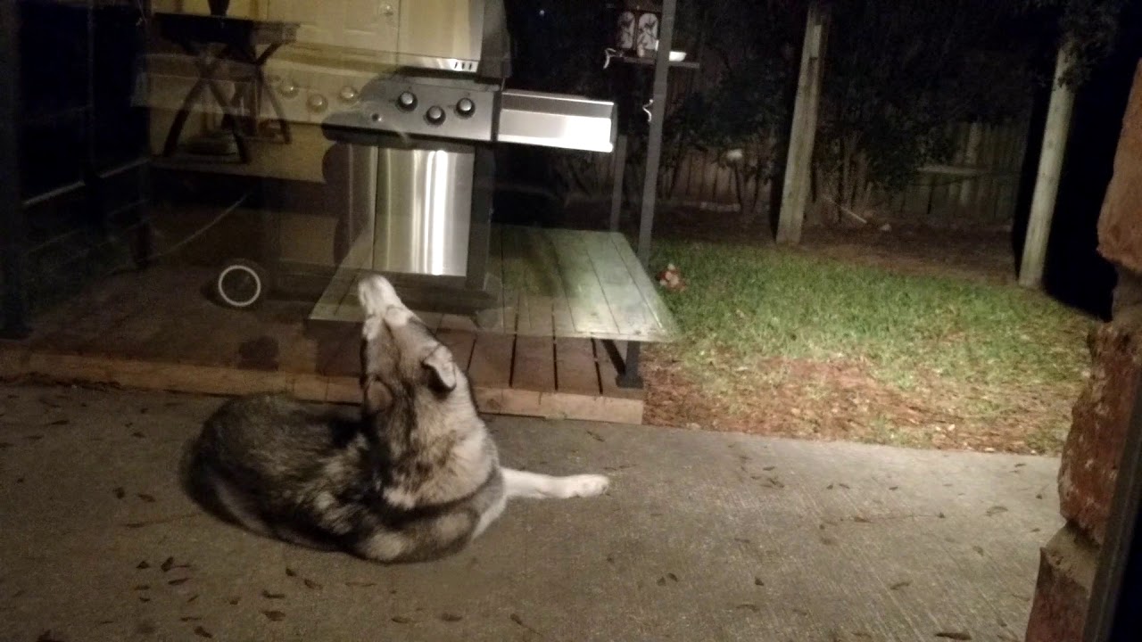 Loki the Alaskan Malamute howls for the fist time that I know of.  He is one year old.