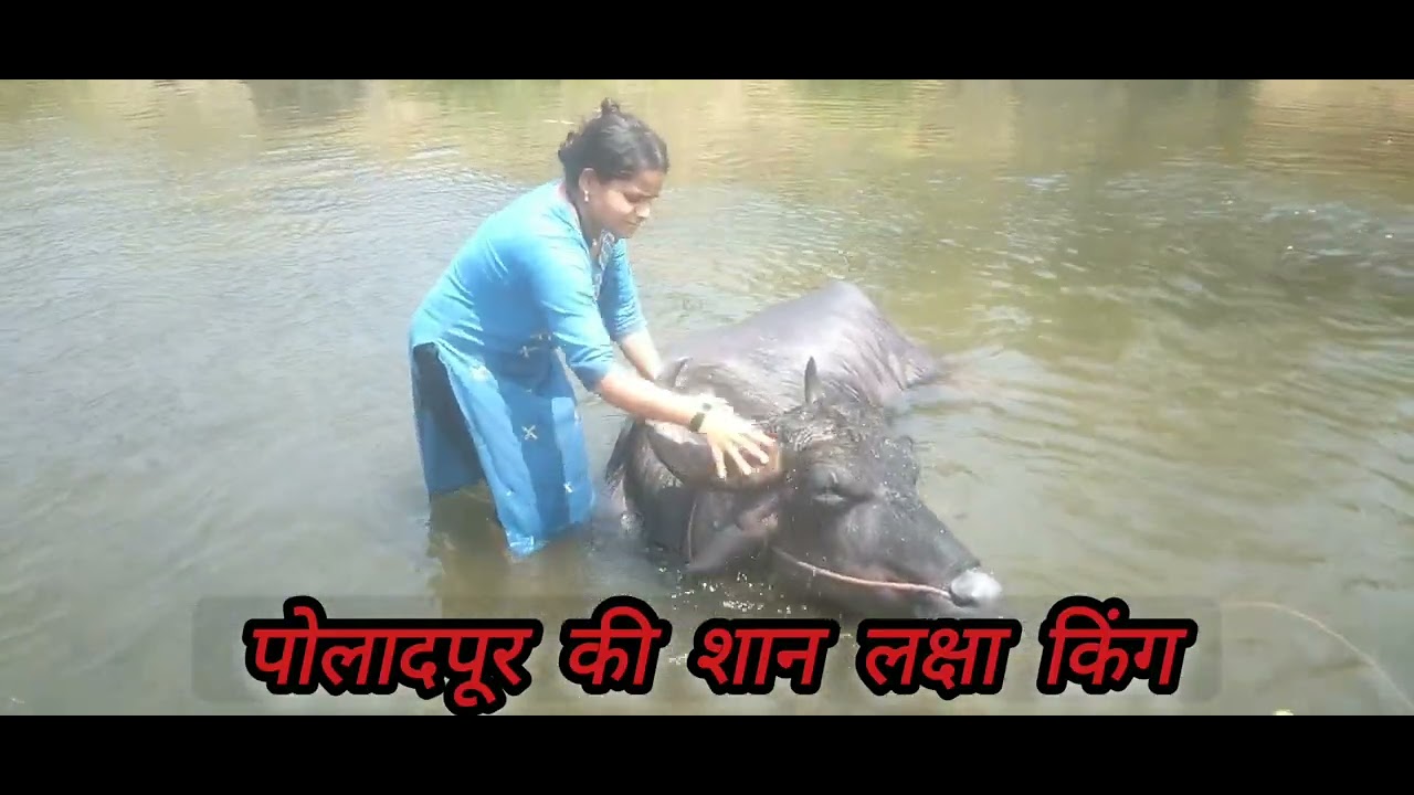 लक्षा ची मालकीण 👑
