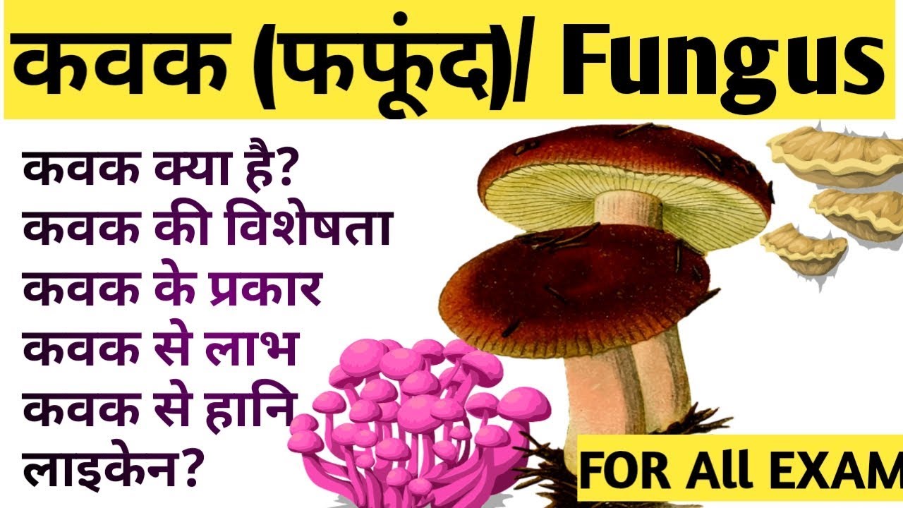 कवक क्या होता है|| what is fungus ||फफूंद ||fungi|| लाइकेन क्या है || #fungus #biology