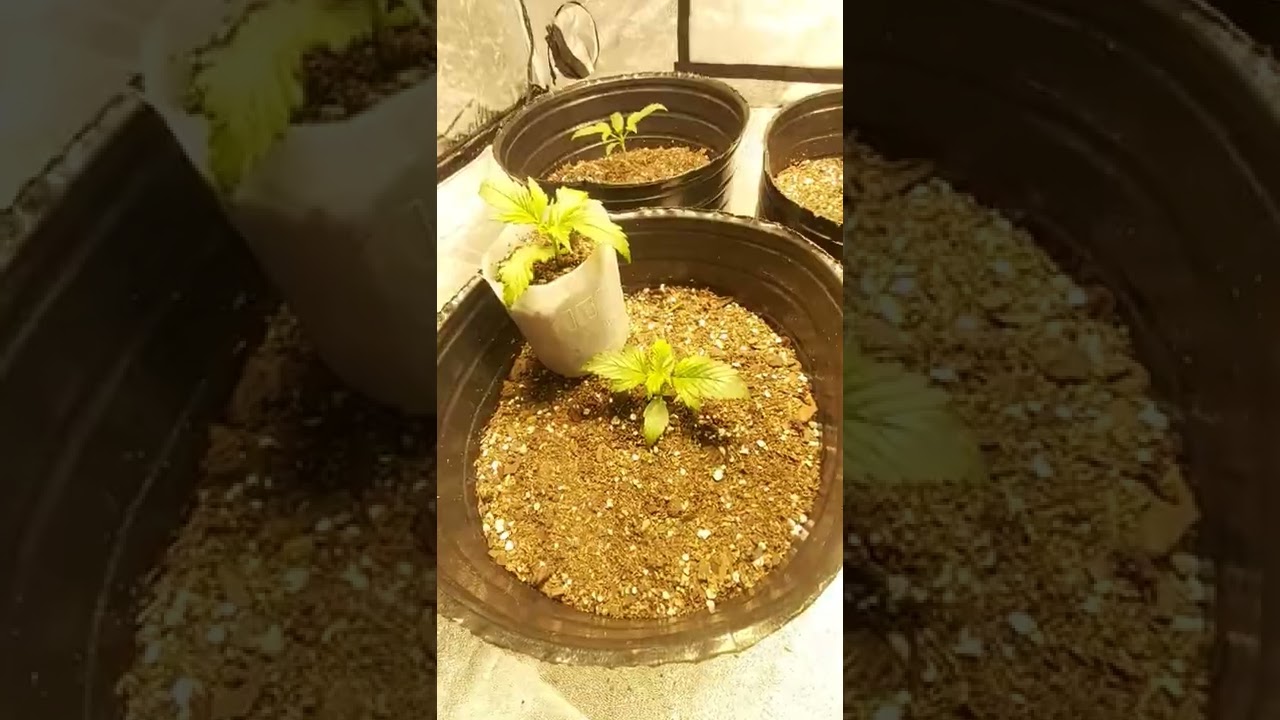 Seguimientos Plantas Automaticas. Semana 2 primer riego para raizes .