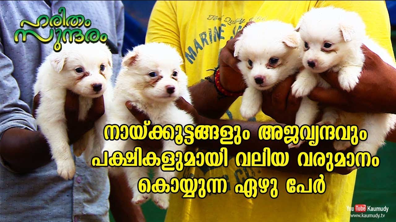 Seven men who make Huge profit from Dogs and Birds | Haritham Sundharam | EP 225 | Kaumudy TV