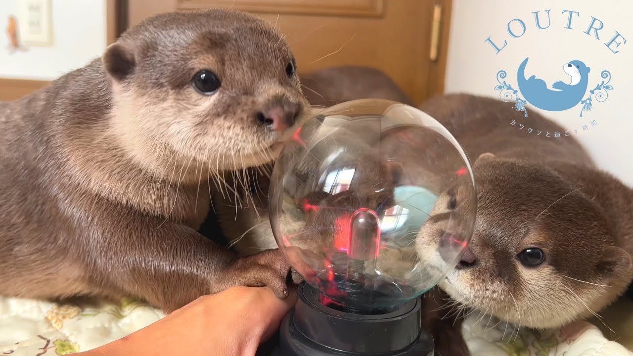 Выдра жалуется на игрушки