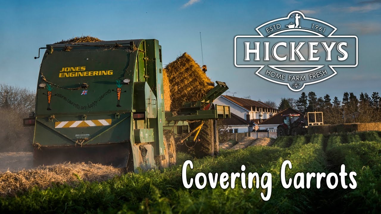 Covering Carrots with Straw to protect from the Frost - Hickeys Potatoes