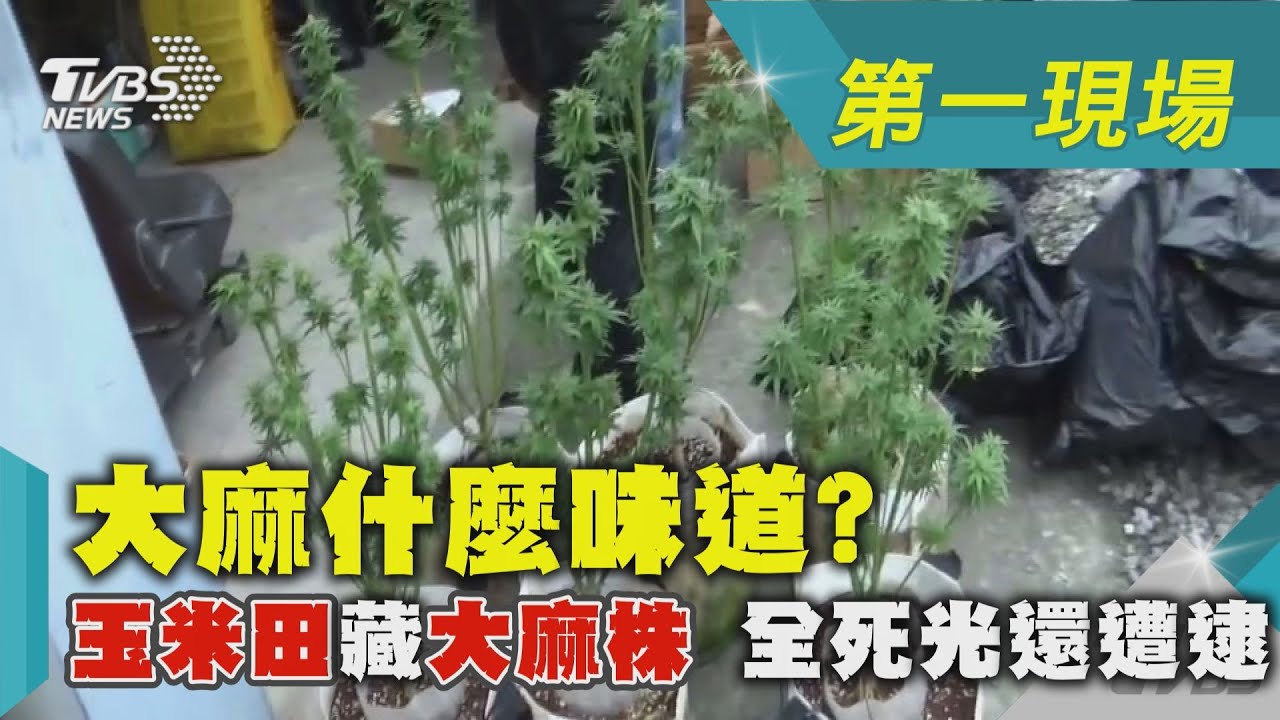 大麻什麼味道? 玉米田藏大麻株 全死光還遭逮｜TVBS新聞 