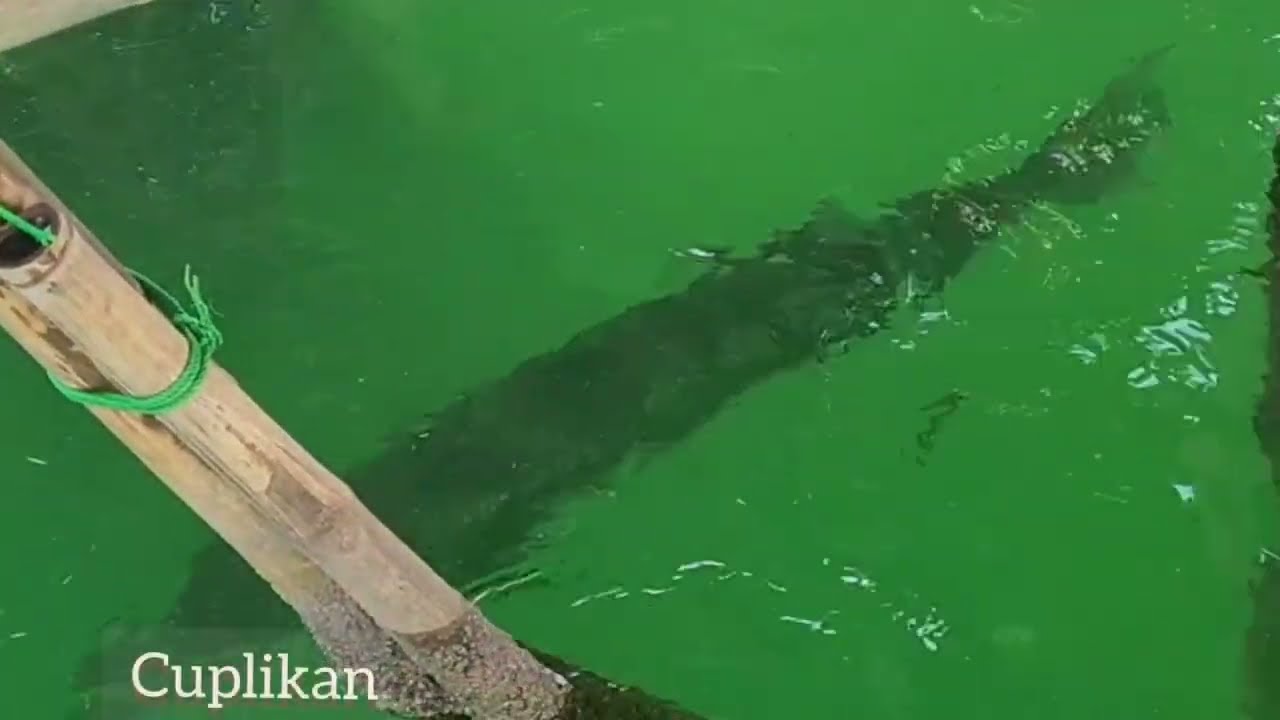 penampakan ikan besar di kolong Bagan Tanjung kait