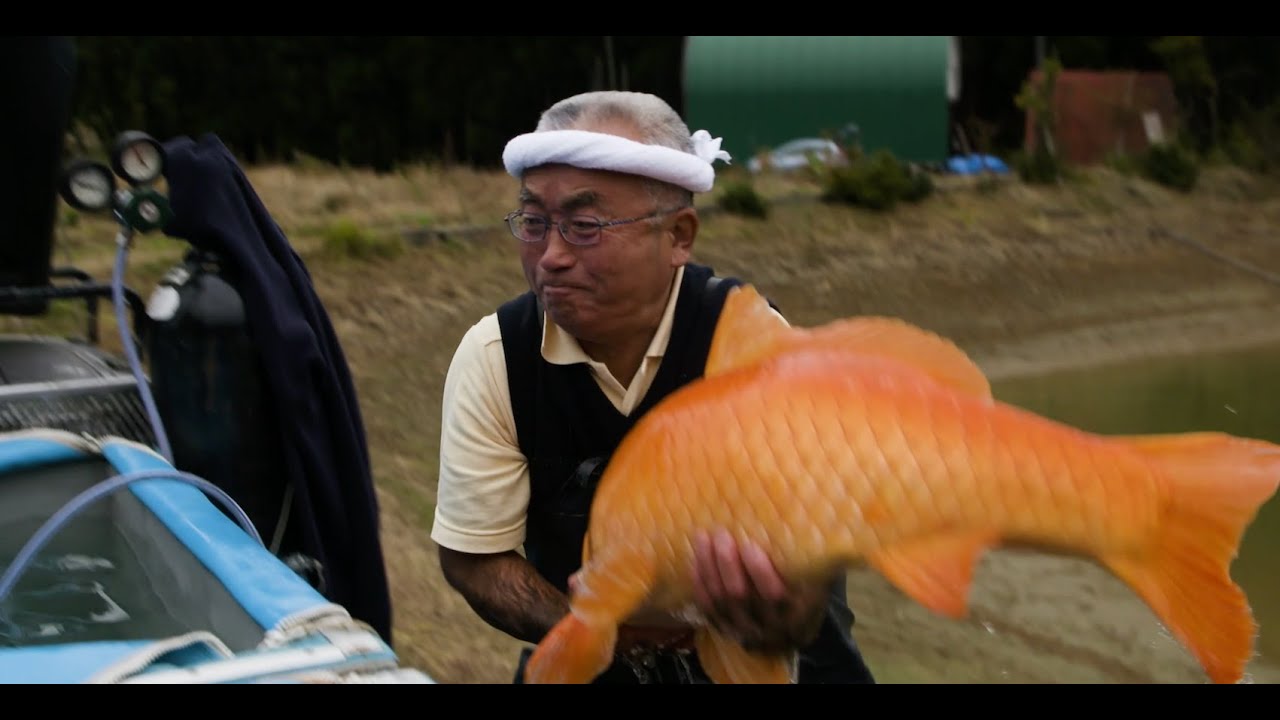 JUMBO KOI HARVEST WITH IZUMIYA KOI FARM