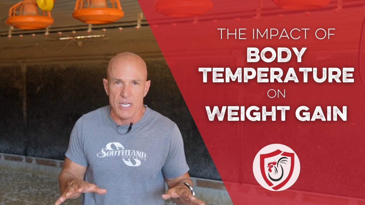 The Impact of Chicken Body Temperature on Feed Conversion Ratio and Weight Gain